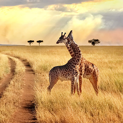 Safari-Giraffe_Thumbnail.jpg