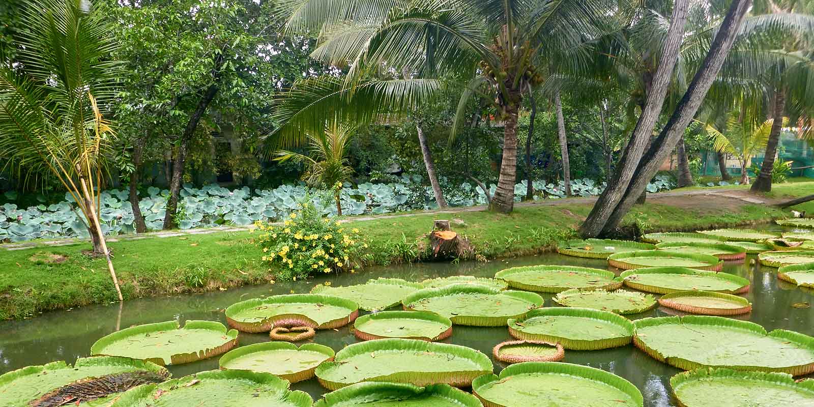 Image of large lillipads in water in Vietnam