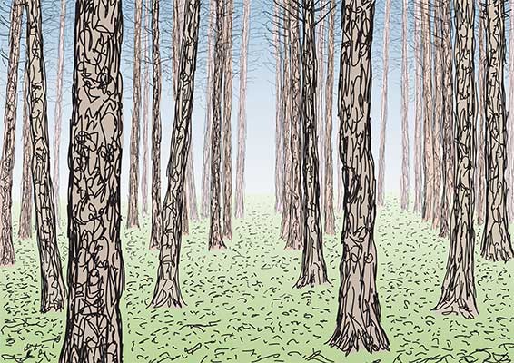 Woods.jpg