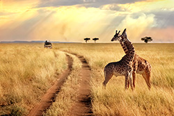 Safari-Giraffe-insert.jpg