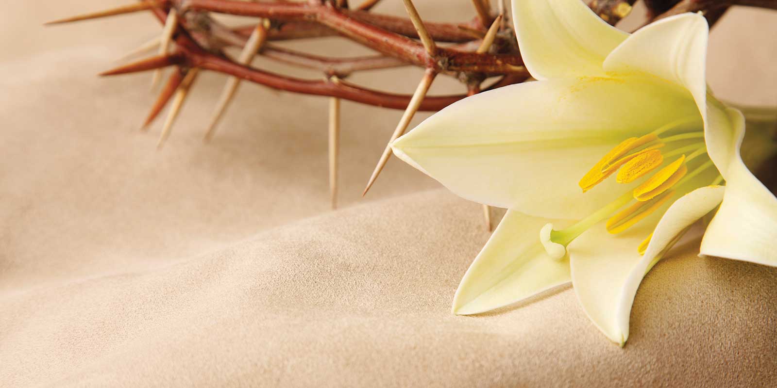 Photo of a white lily and Christ's crown of thorns sitting gently on top of off-white sand.