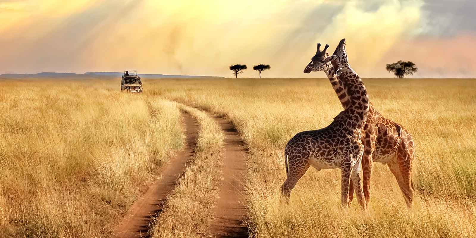 Two giraffes in a field in Africa with a safari jeep in the background